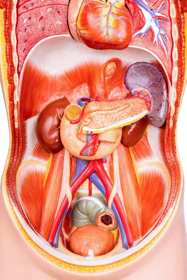  Which organ produces lipase?