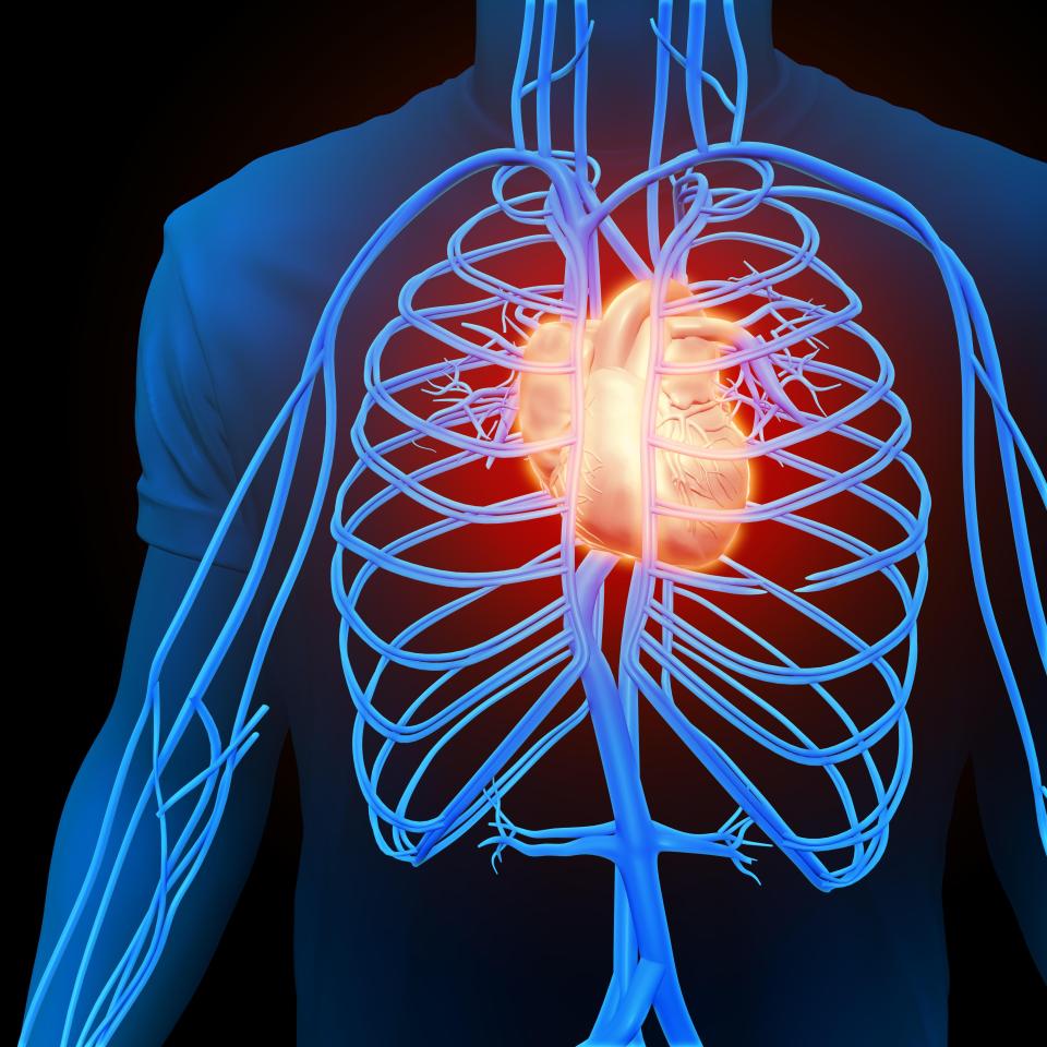  Where does the Pulmonary Artery carry blood to?