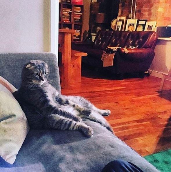  Her cat, Waffle, is known for his sitting positions