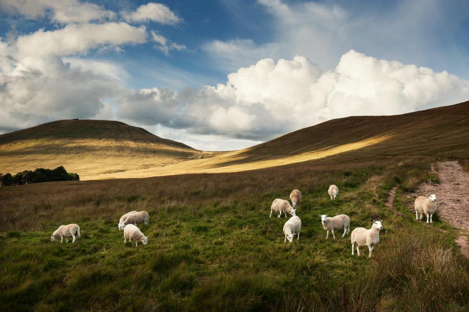  It even catches the eye of ...what else, sheep