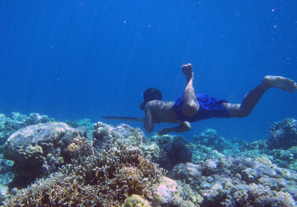  The new study found that the spleens of the Bajau people are 50 per cent larger