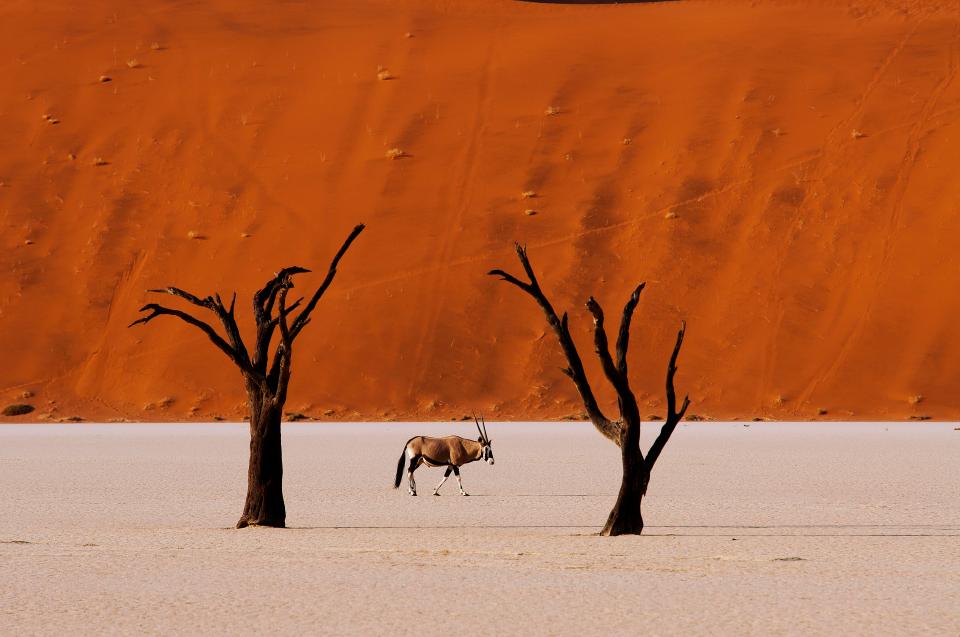 Beisa Orix walking in the Sossusvlei area of Naukluft National Park, Namibia