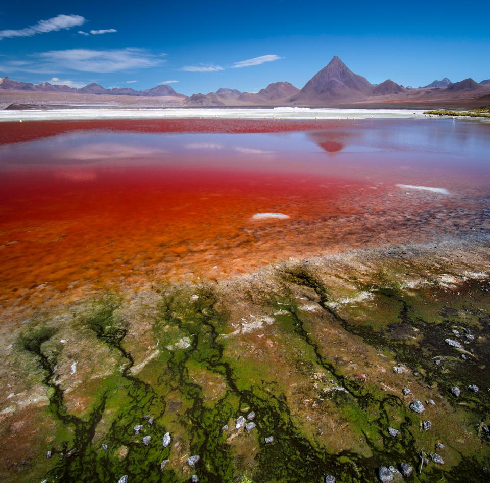 Laguna Colorada in the Bolivian Altiplano, with Licancabur volcano in the background 