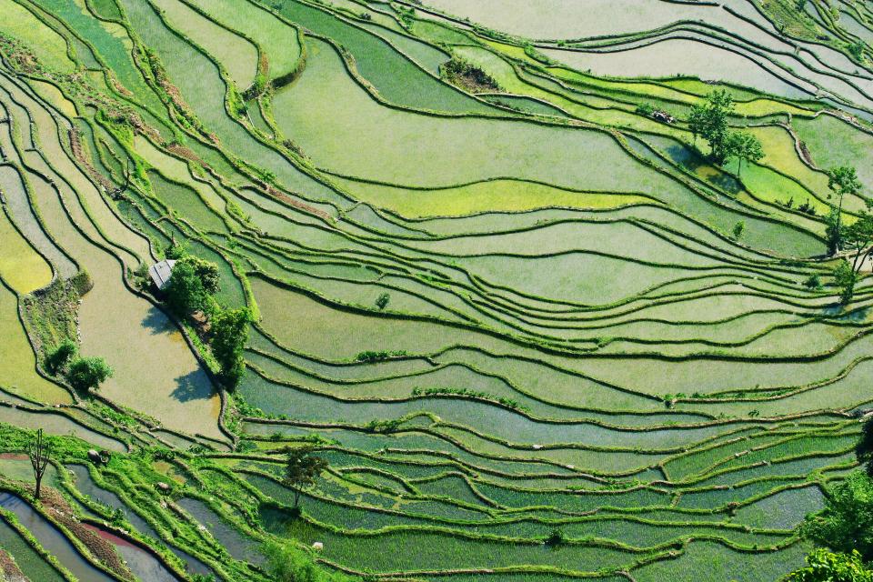 Rice paddy fields in Southern China, where paddy fields go back more than 9,400 years