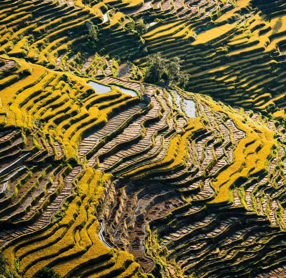 Hani rice terraces in Yunnan, China, which go back 1,200 years 