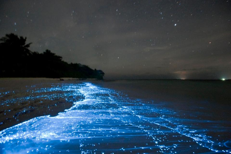 Bioluminescence from glowing plankton on beach on Vaadhoo Island in the Maldives 