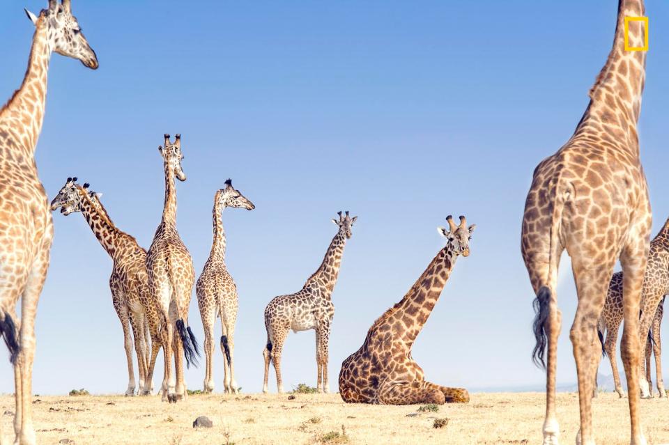  Photographer Leinani Yosaitis said of this shot: 'I had always heard that giraffe don't sit, so this photo debunks that myth.'