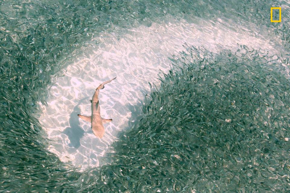  Photographer Mohamed Shareef said: 'A baby black-tip reef shark swims through a swarm of silver sprats at lunch time in the lagoon of Mirihi Island in Maldives.'