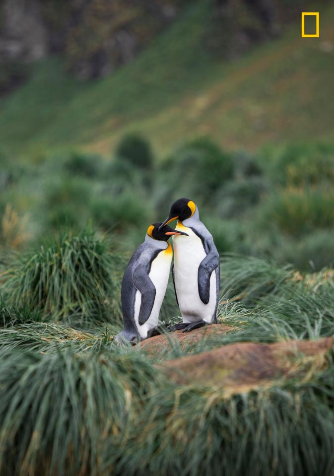  Malin Hanning, the photographer behind this picture, said: 'This was an incredible morning at Gold Harbour, South Georgia. These two penguins was so full of love. They stood there in front of me showing their love to each other for a long time. I felt I needed to capture this beautiful moment.'