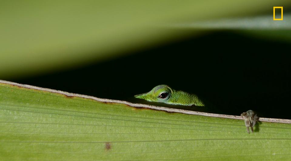  Limin Zhu photographed this lizard peeking over the top of a leaf