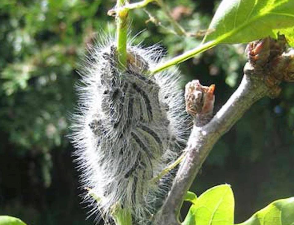  The invasion of Oak Processionary Moths (OPM), now in their caterpillar stage, happened over the past month