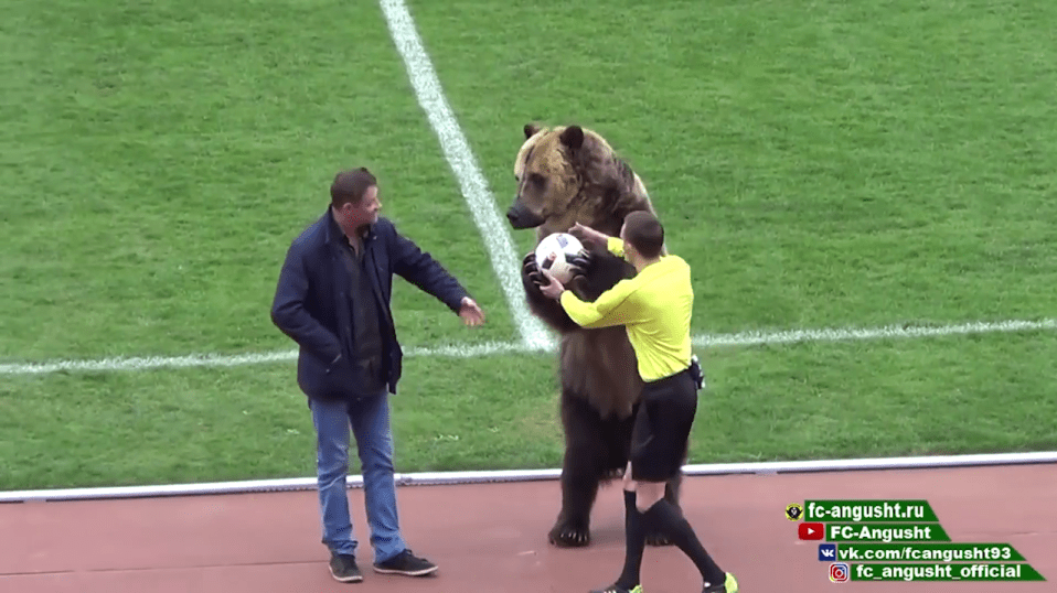 The bear was given the ball to pass to the referee and forced to stand on its back legs