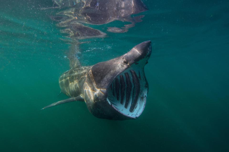  The basking shark is the second largest fish on the planet