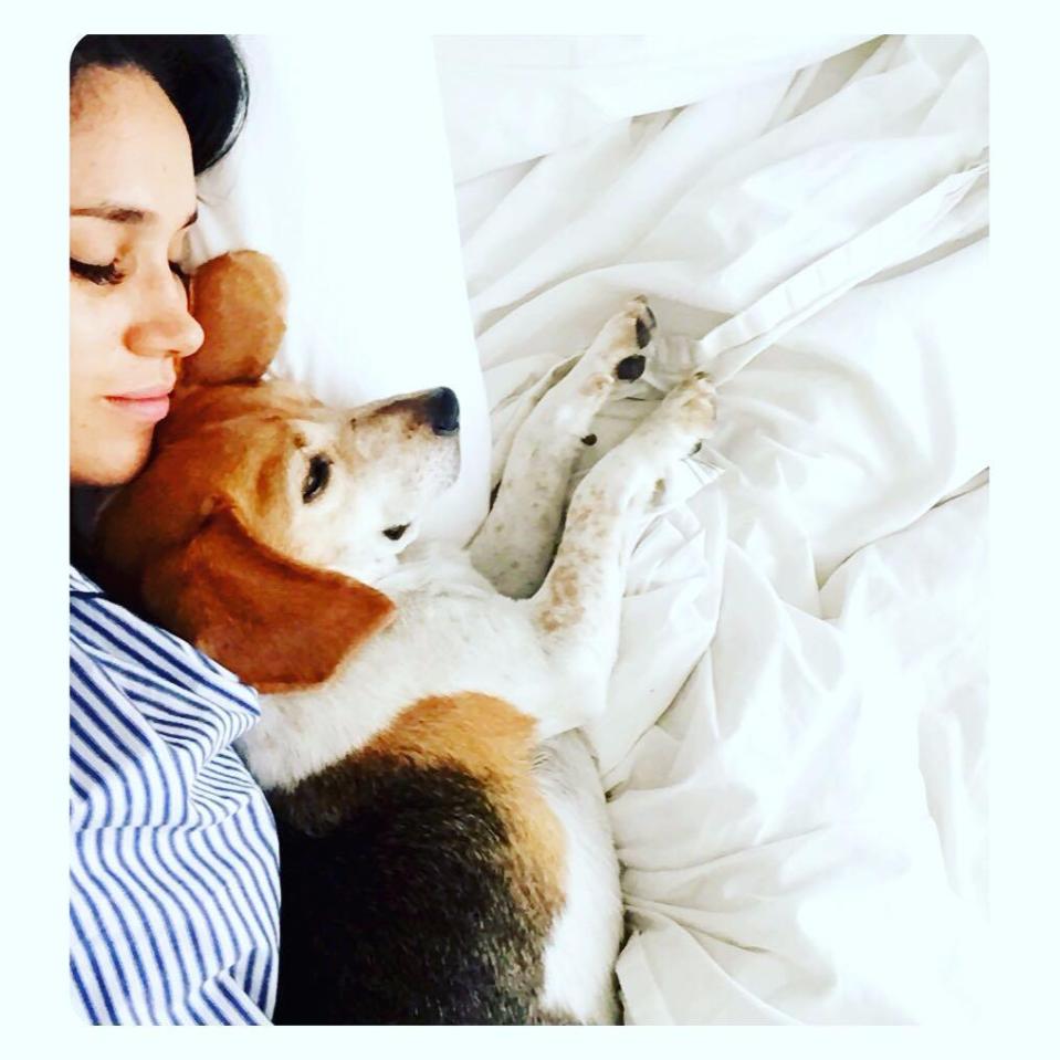  Meghan with her beloved beagle, Guy, who she brought with her to Kensington Palace