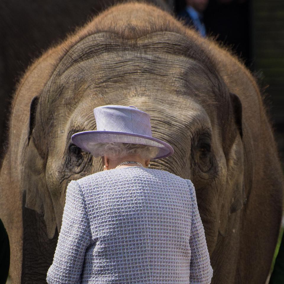  Robert Akester photographed The Queen at Whipsnade Zoo last year