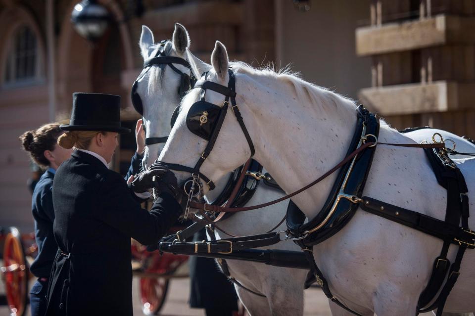  Two Windsor Greys, which will pull the carriage at the wedding of Prince Harry and Meghan Markle, are groomed at the Royal Mews at Buckingham Palace