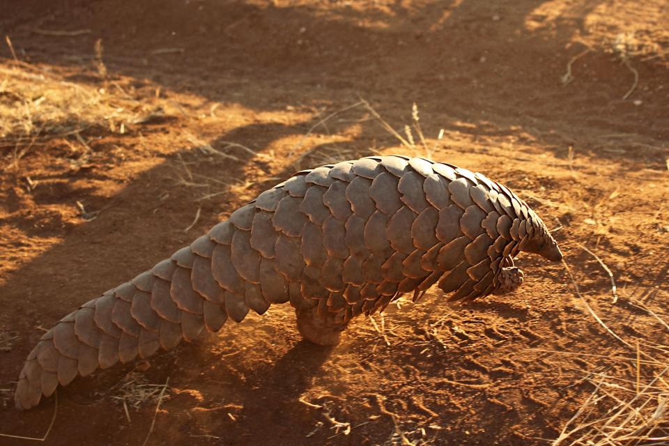  The Pangolin is a critically endangered mammal