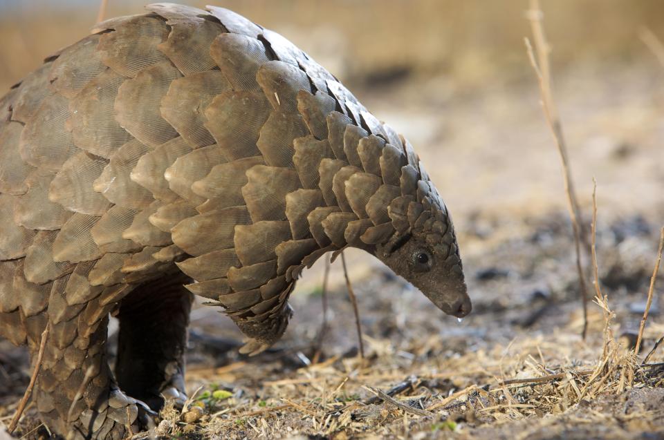  A Pangolin's scales are made from keratin, the same as human nails