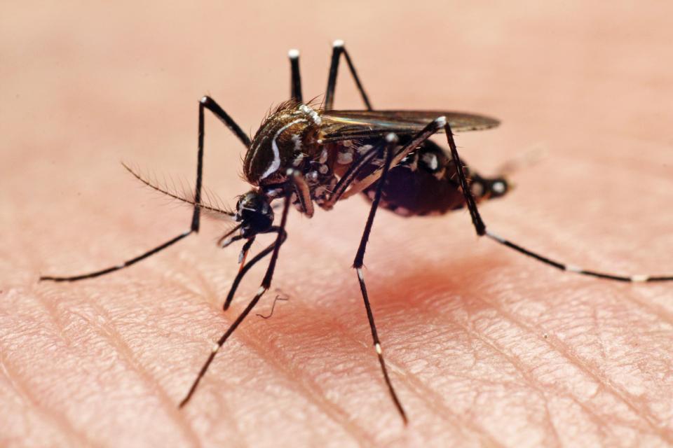  Mosquitoes trigger an immune response causing itching and swelling