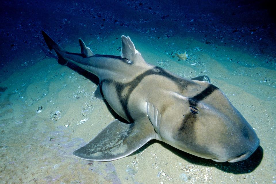  Scientists discovered Port Jackson sharks would swim towards spots where they played jazz more than any other genre of music