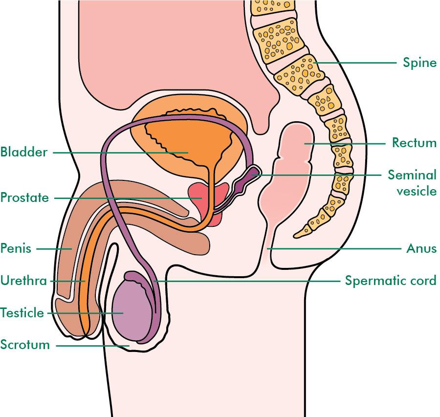 If left untreated, the cancer can spread to the urethra, the tube in the middle of the penis that carries urine and semen, or the prostate, the gland between the testicles and anus