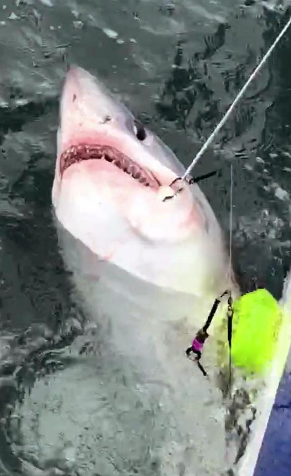  John Kruppa and Dan Hawkins landed the eight-foot shark