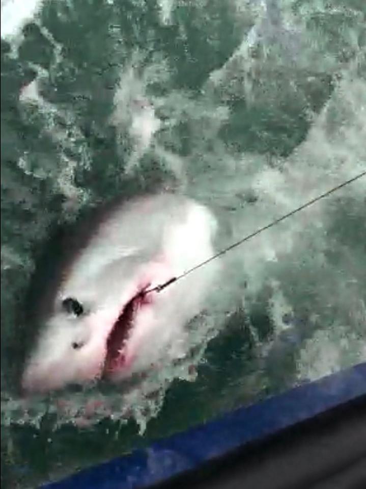  The fishermen caught the shark off Hartland Point