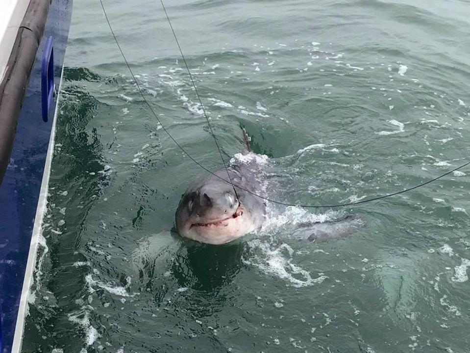  The huge shark weighed 28-stone and took an hour to reel in