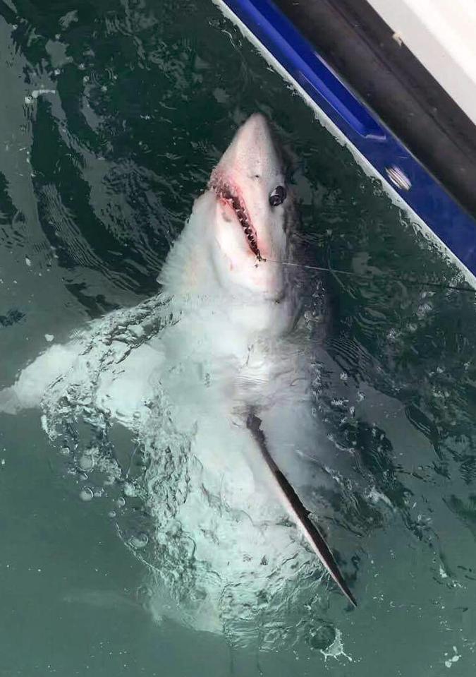  It was released back to the ocean after being pulled up on deck