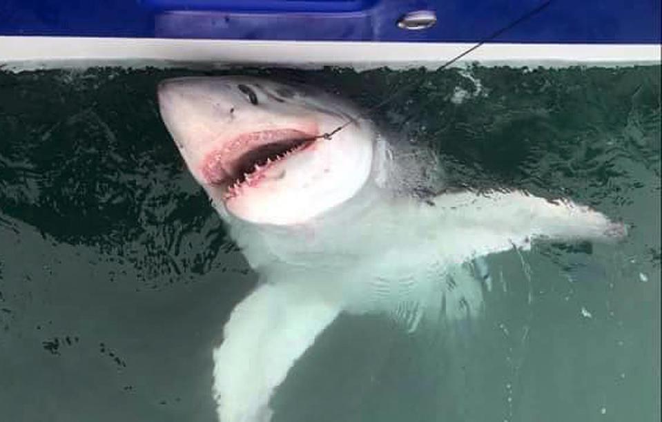  This porbeagle shark was caught off the Devon coast