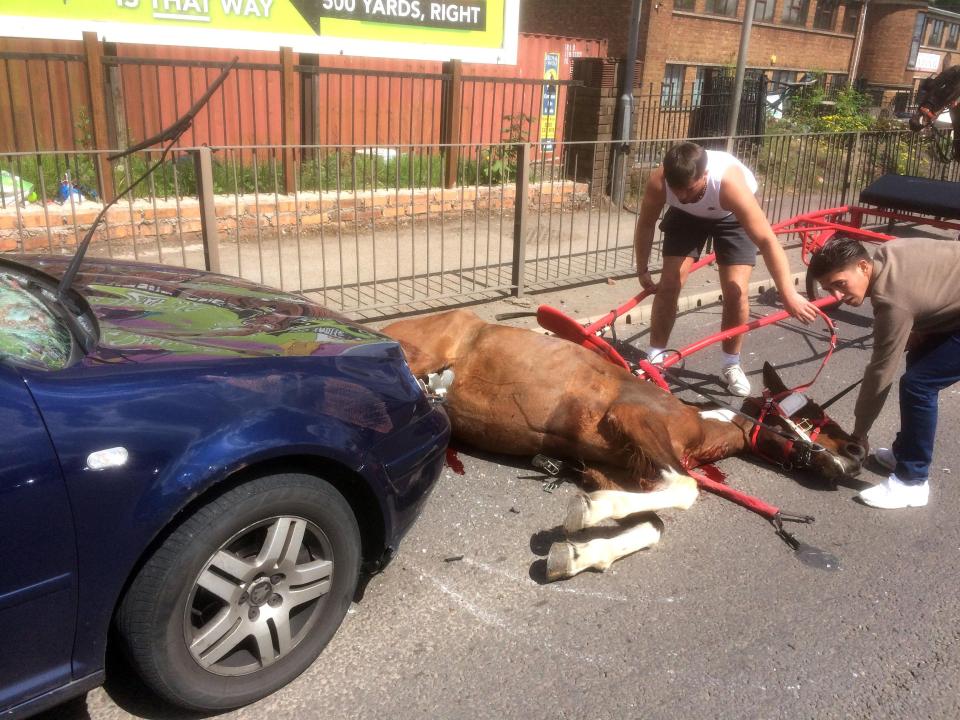  The horse hit the windscreen of a car in the horror crash