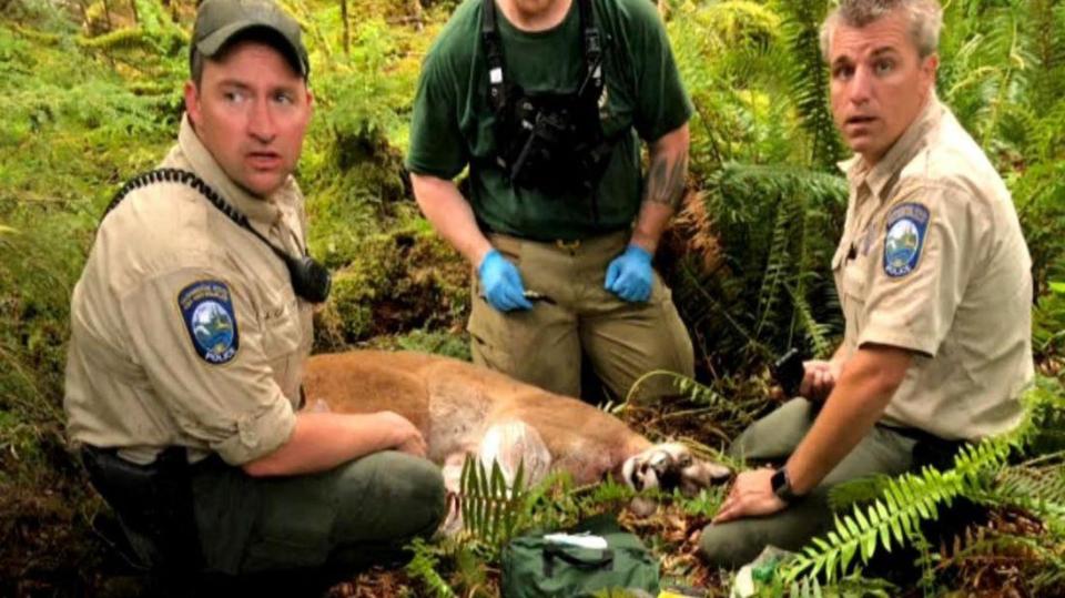  The cougar was shot by authorities hours after the attack