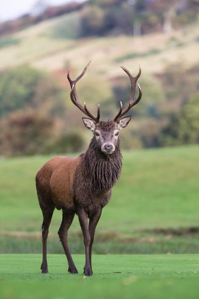  The island of Arran is great for a wildlife safari – Helen saw dozens of deer, and an eagle practically flew into the car