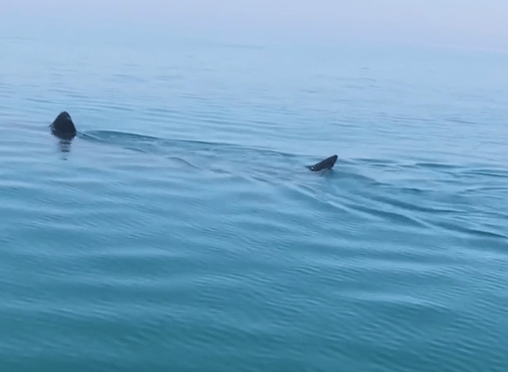  The huge basking shark was spotted just off the coast of Eastbourne, East Sussex