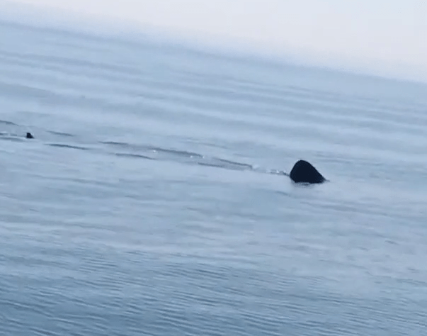  Basking sharks are the second largest fish on the planet and it was spotted circling the vessel