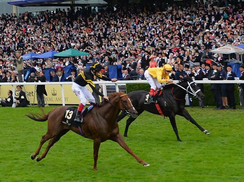 Brazen Beau (far side) followed a similar path to Merchant Navy before finishing second in the Diamond Jubilee in 2015