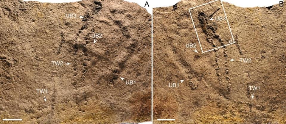  The earliest known animal footprints have been discovered in China