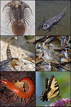  The tracks seemingly belong to bilaterian arthropods, which move around using paired legs, like the creatures pictured here