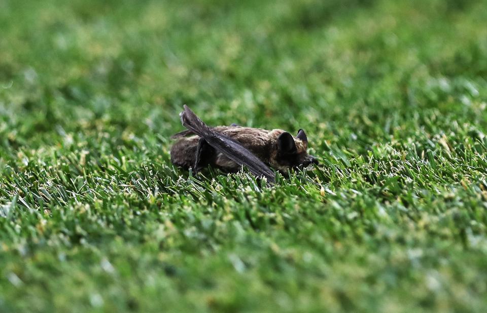 A bat made it onto the field of play during the game as England toiled