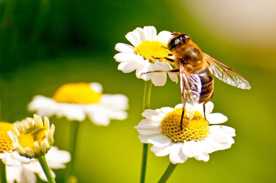  Summer equals 'bee season'