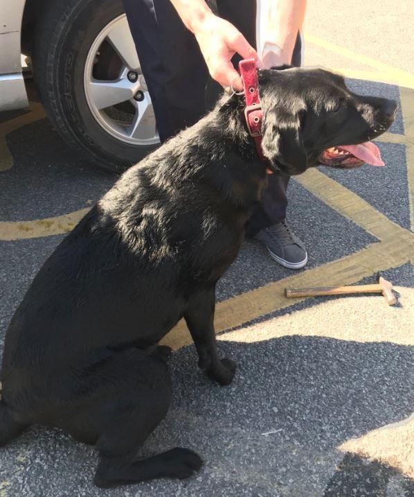  The Labrador-types were taken to the local RSPCA to be checked over