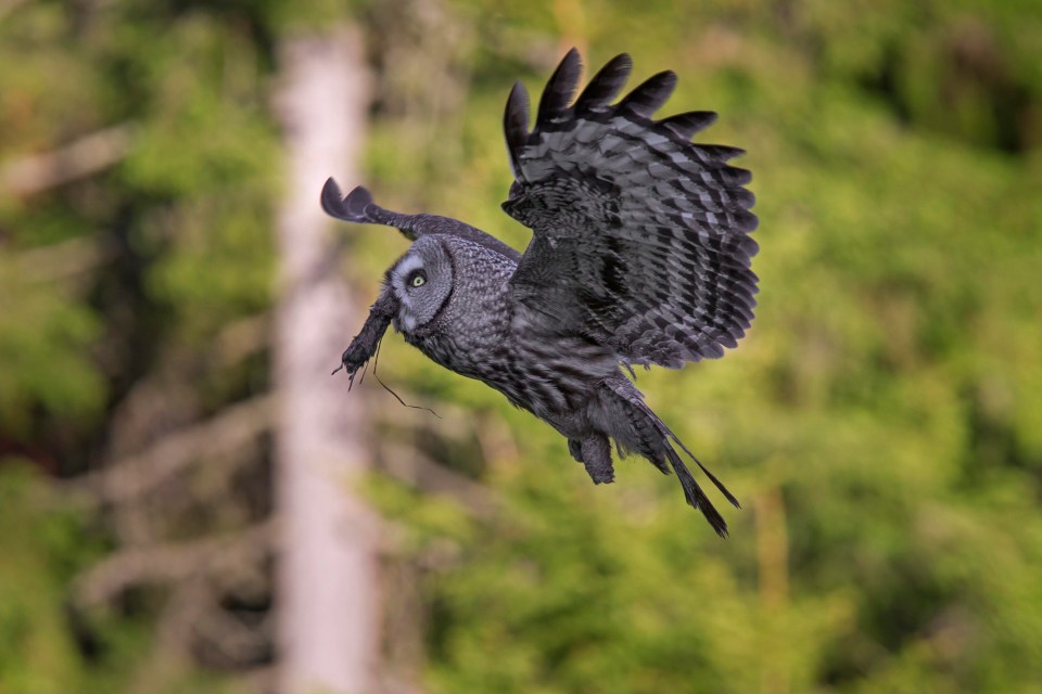 Iain said the ‘owl attack’ had left him in shock and said he had been ‘glued back together’ by doctors