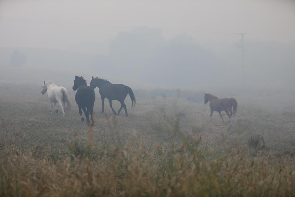  Fire fighters are struggling to keep the flames under control and horses are apparently being moved