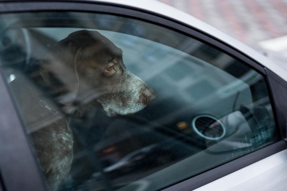  If your dog becomes ill due to being locked in the car, you can be charged with animal cruelty