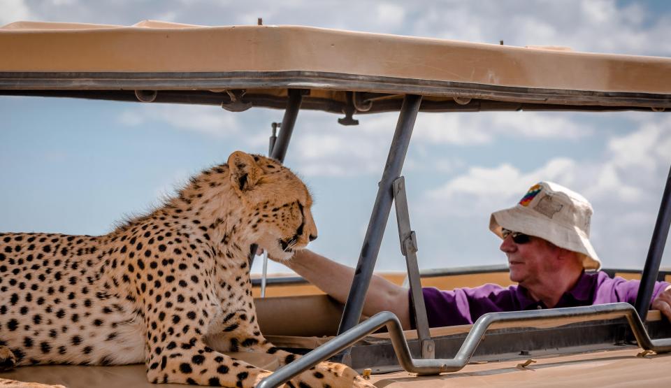  A tourist gets up close and personal with the speedy big cat