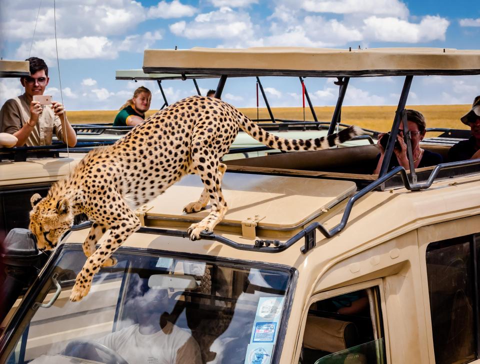  The cheetah climbed on top of the safari jeep to cool off