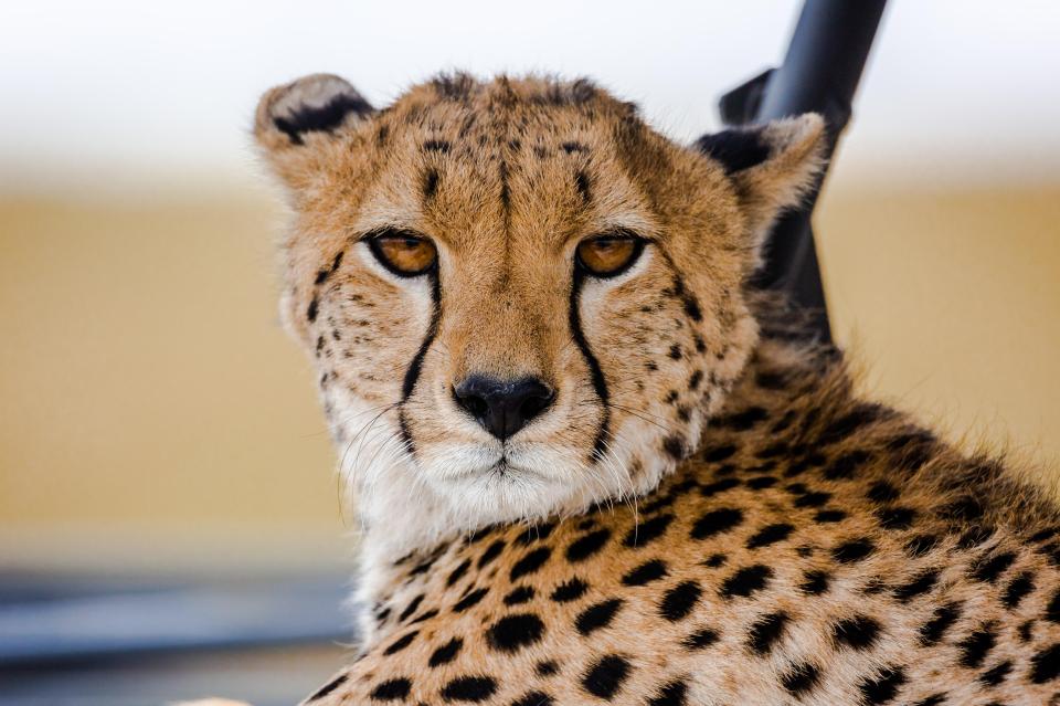  Tourists got shots of the cheetah up close