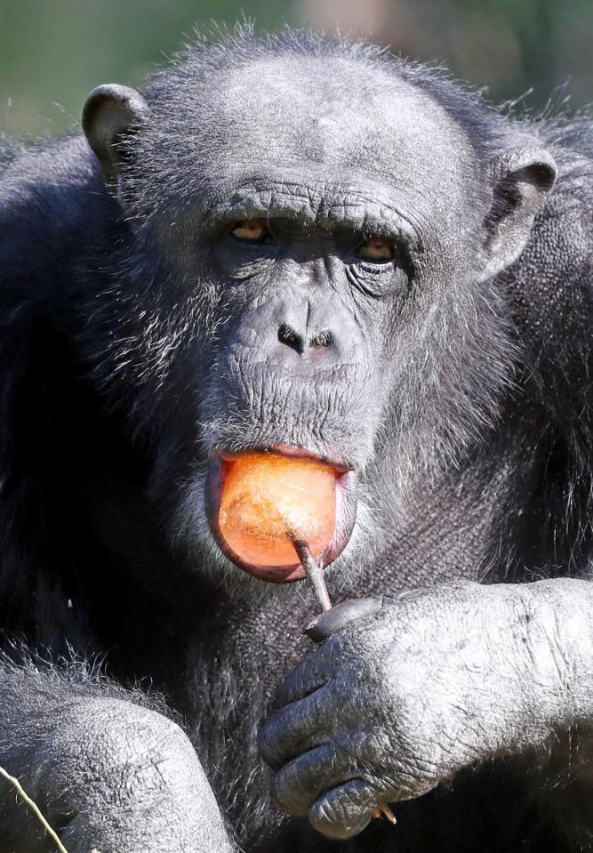 It's not just humans who need to keep was today pictured enjoying a fruit flavoured ice lolly at Blair Drummond Safari Park near Stirling