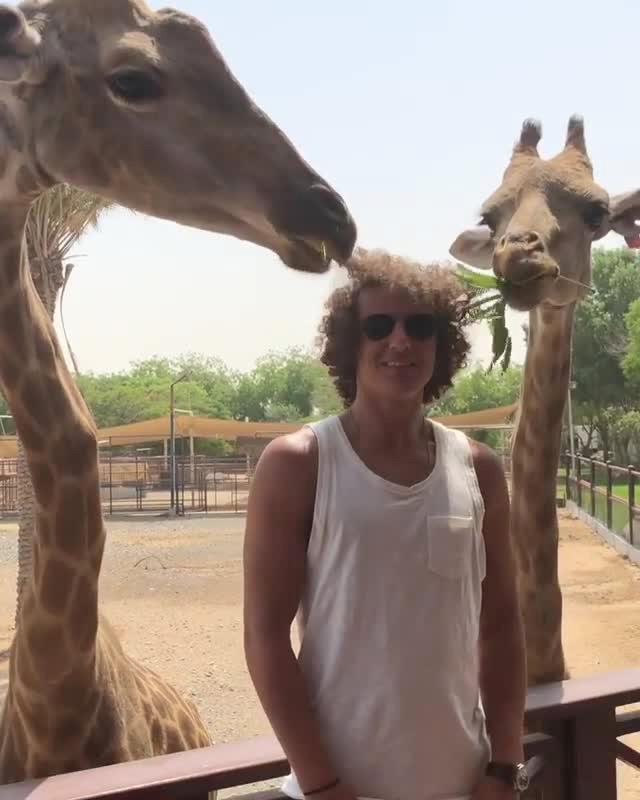  They started to nibble on the greenery in Luiz's mouth - and his hair