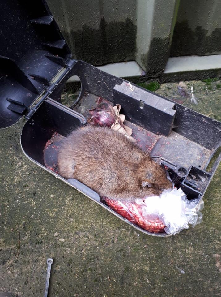  An extremely large rat caught by Richard Harvey